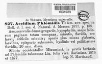 Aecidium phlomidis image